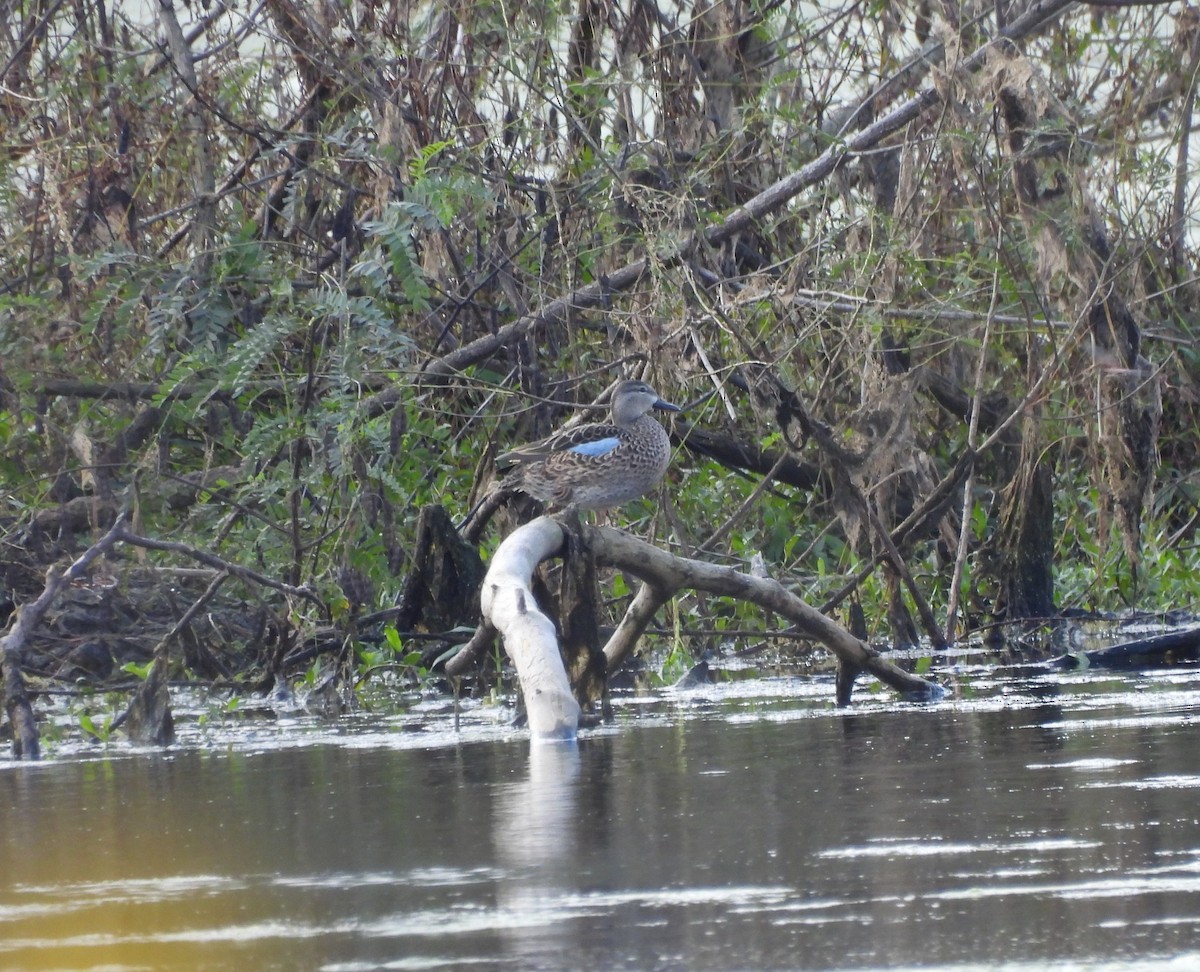 שרשיר כחול-כנף - ML647142753
