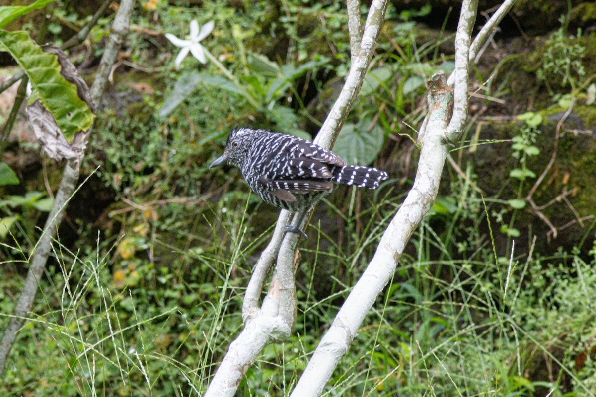 Barred Antshrike - ML647142754