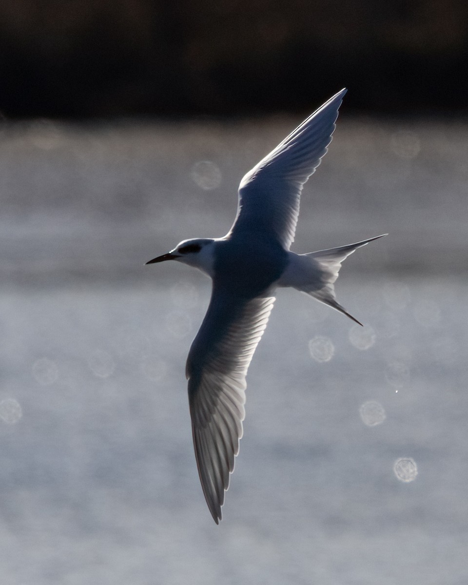 שחפית שחורת-אוזן - ML647142755