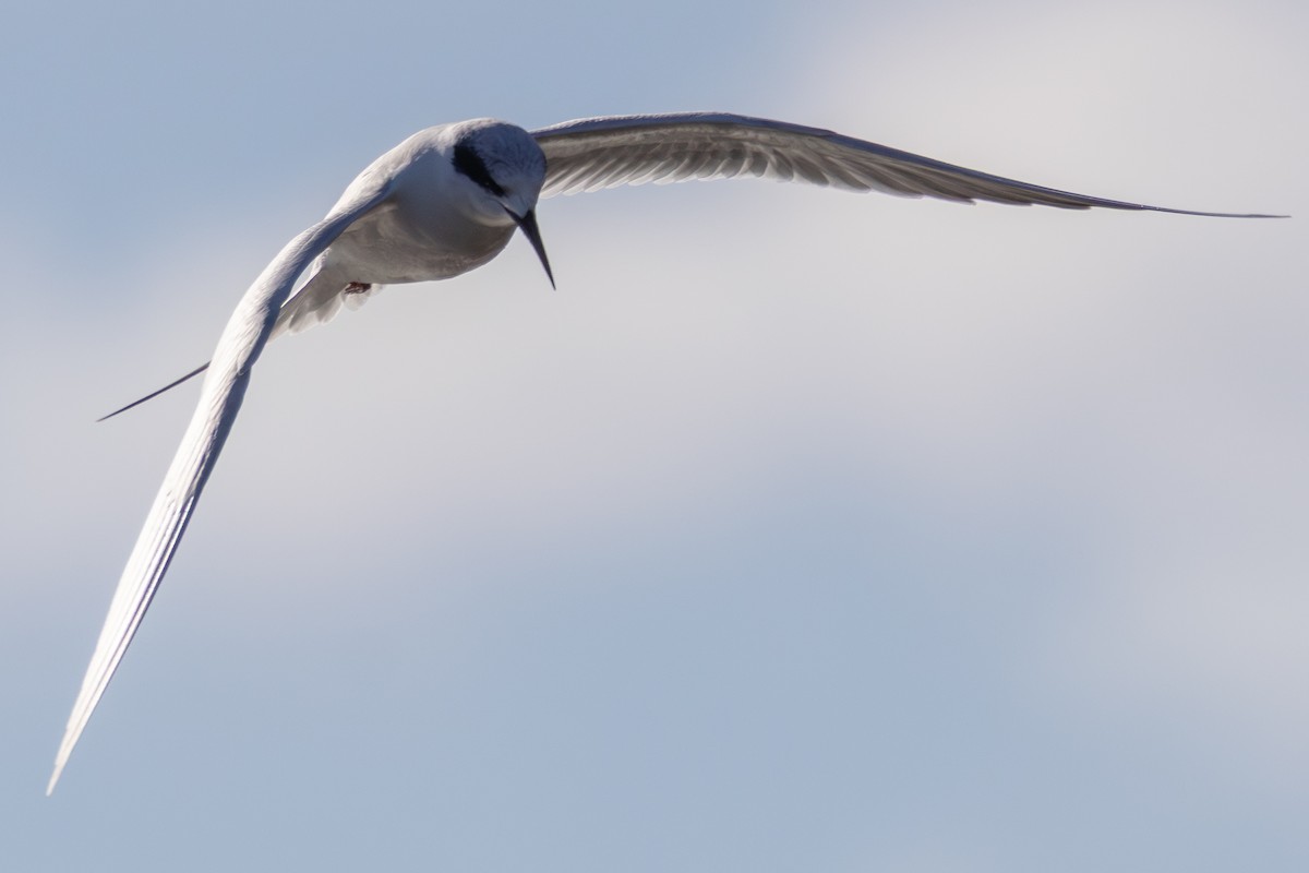 שחפית שחורת-אוזן - ML647142756