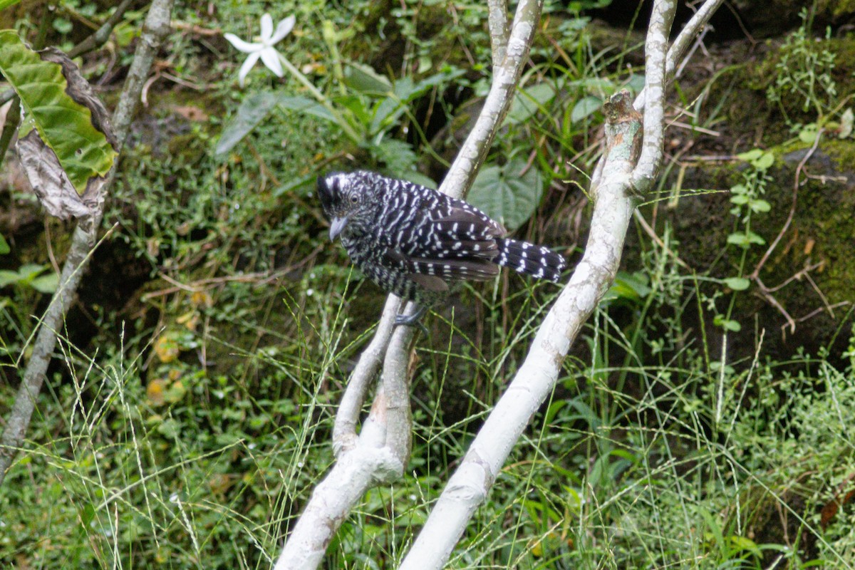 Barred Antshrike - ML647142758