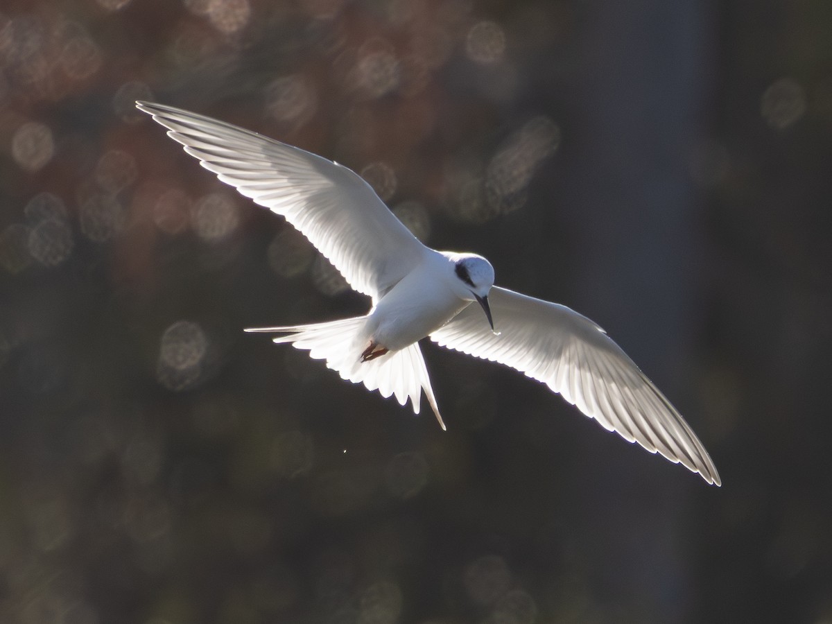 שחפית שחורת-אוזן - ML647142759