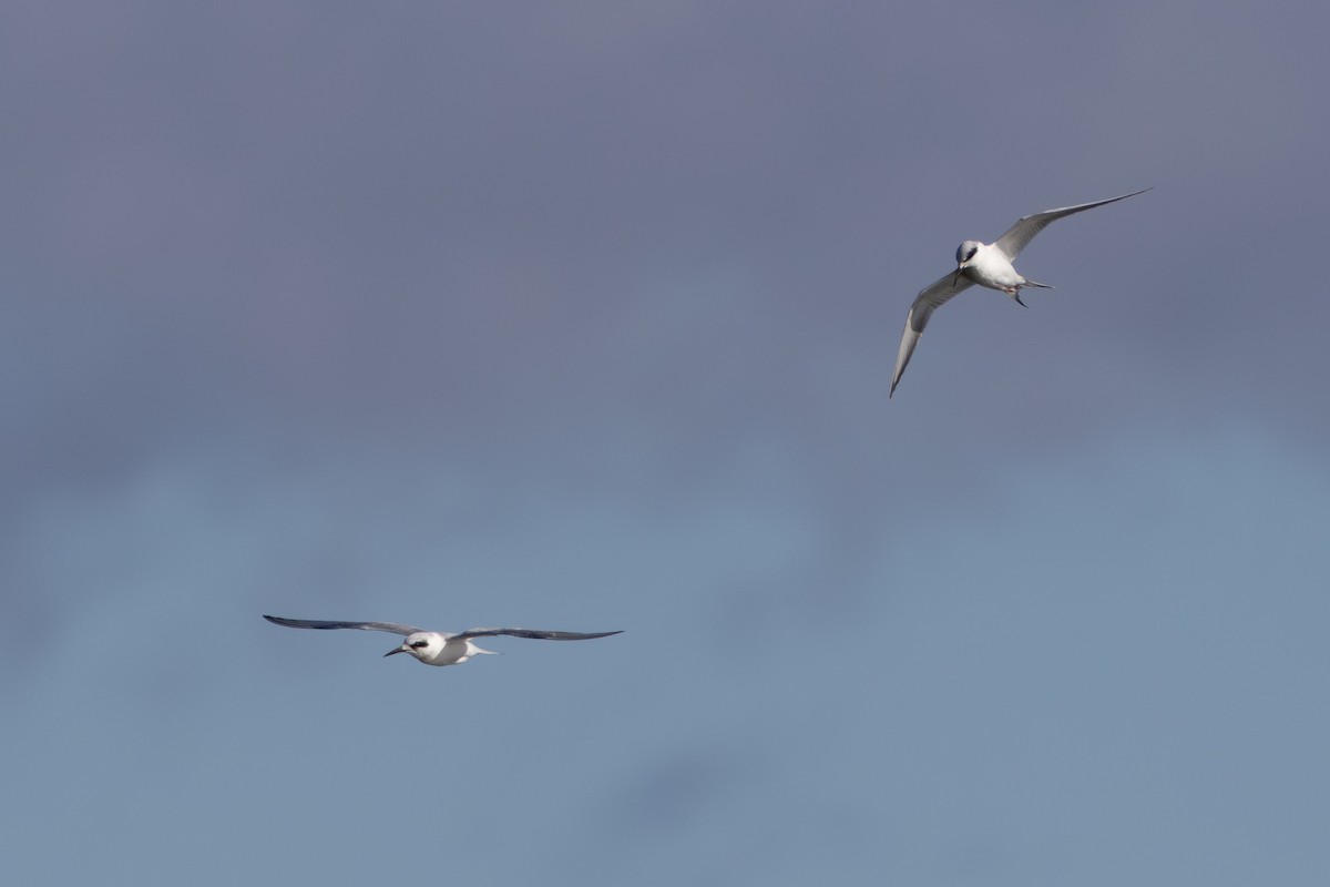 שחפית שחורת-אוזן - ML647142760