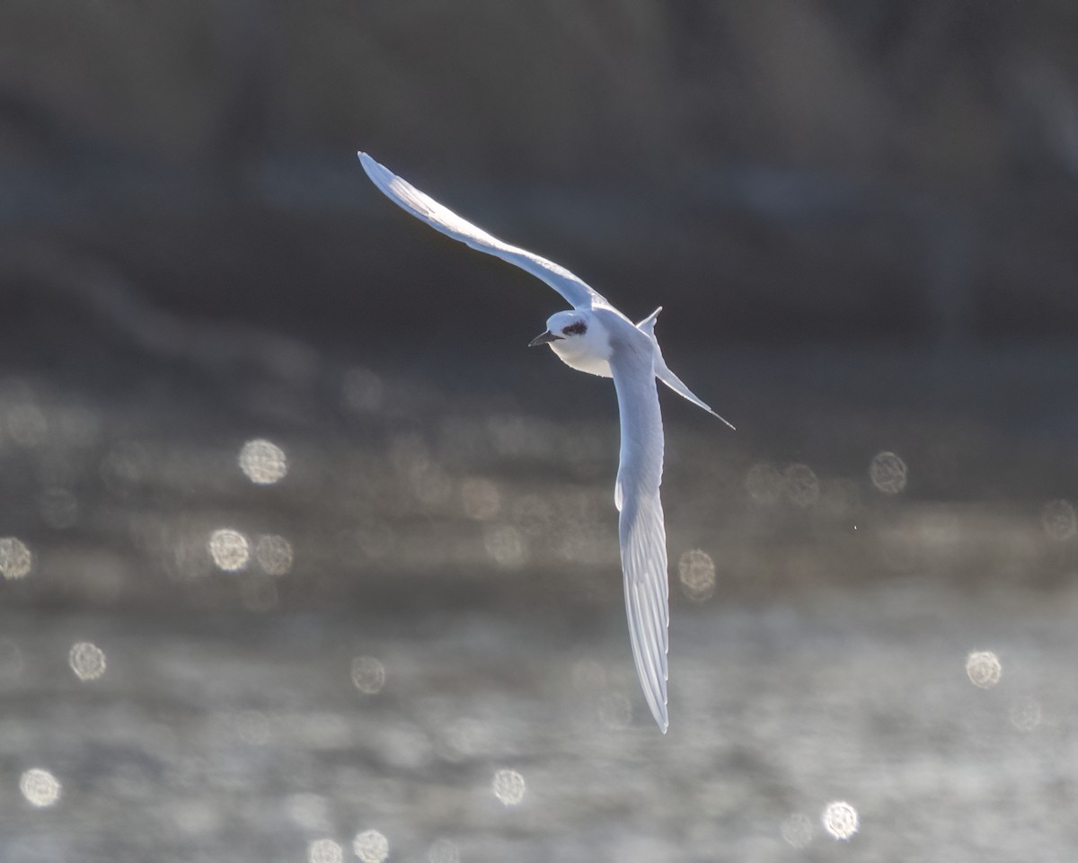 שחפית שחורת-אוזן - ML647142761