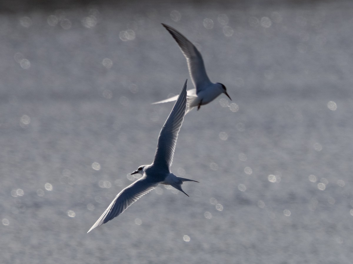 שחפית שחורת-אוזן - ML647142762