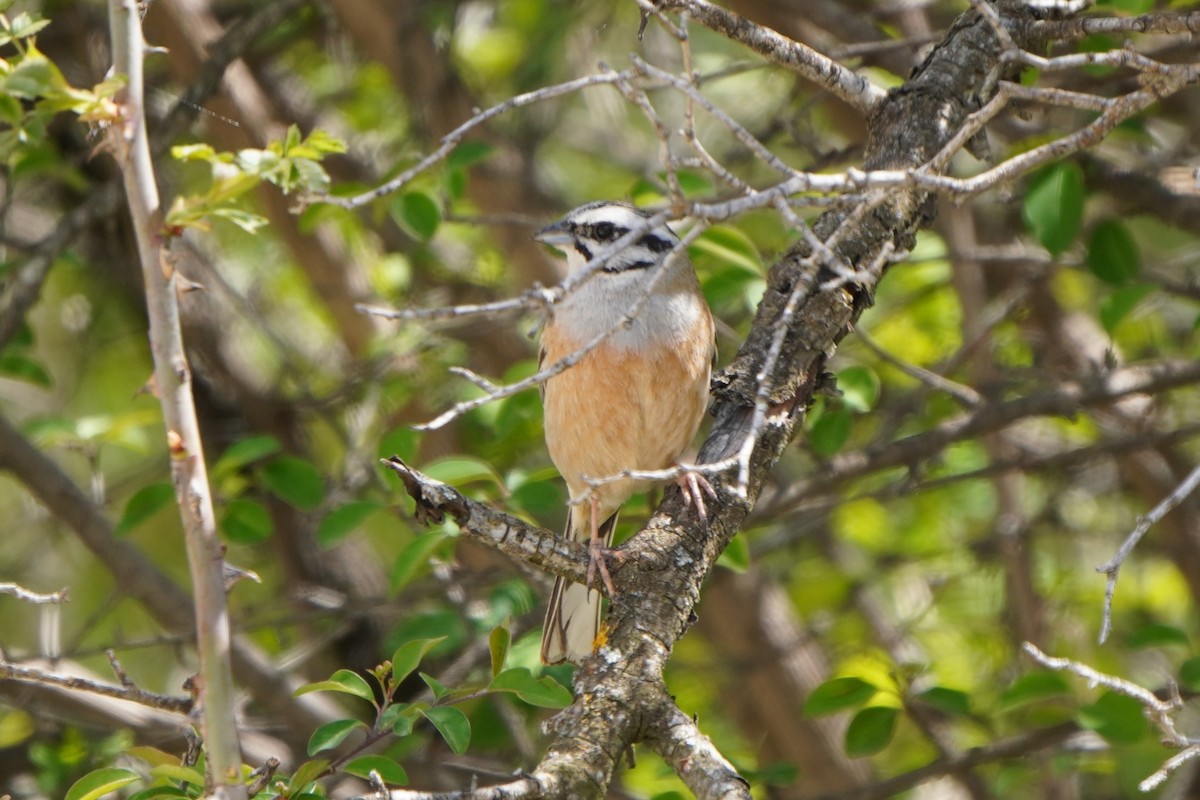 גיבתון סלעים - ML647142763