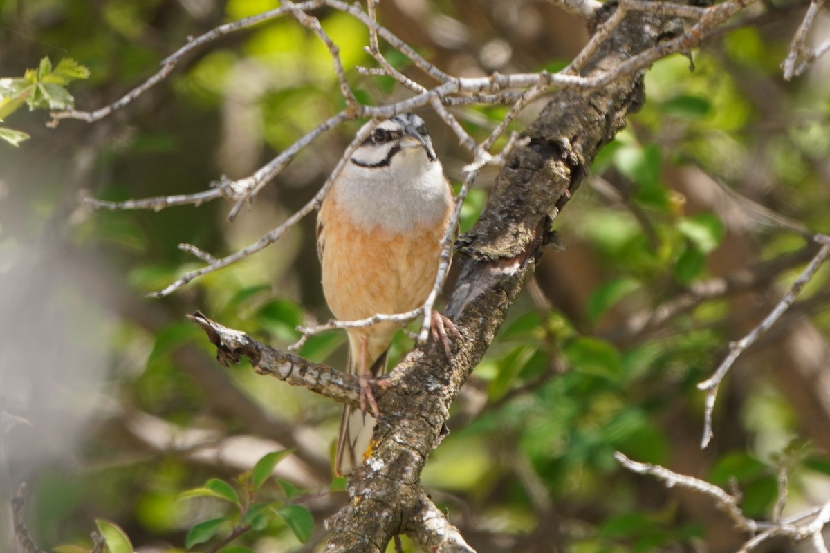גיבתון סלעים - ML647142764