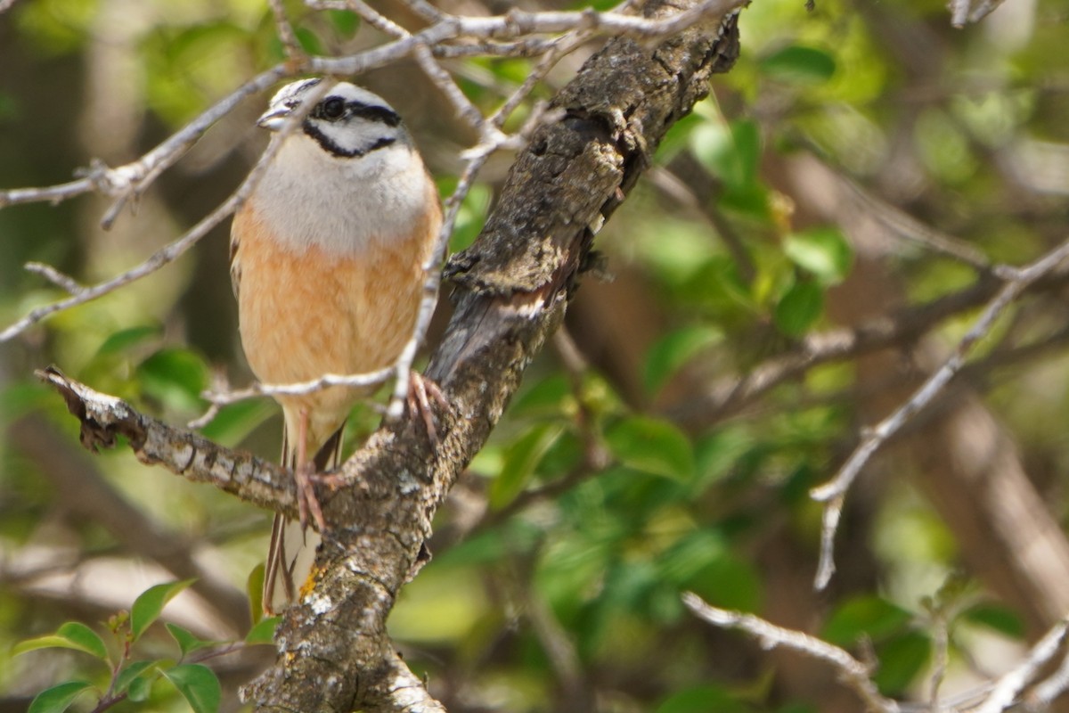 גיבתון סלעים - ML647142765