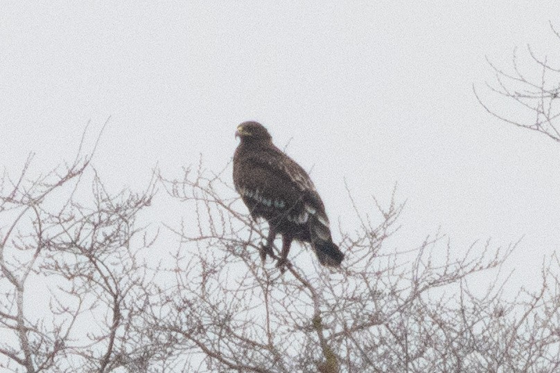 עיט צפרדעים - ML647142768