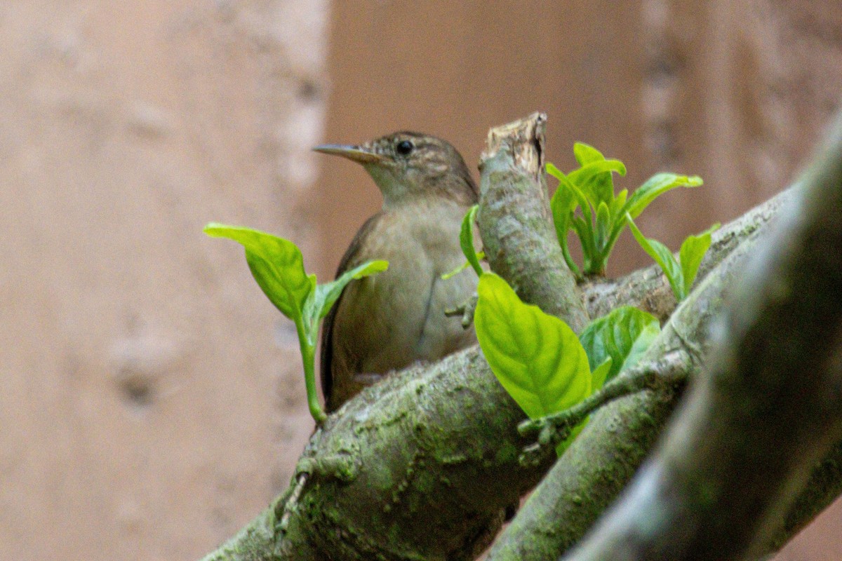 Southern House Wren - ML647142769
