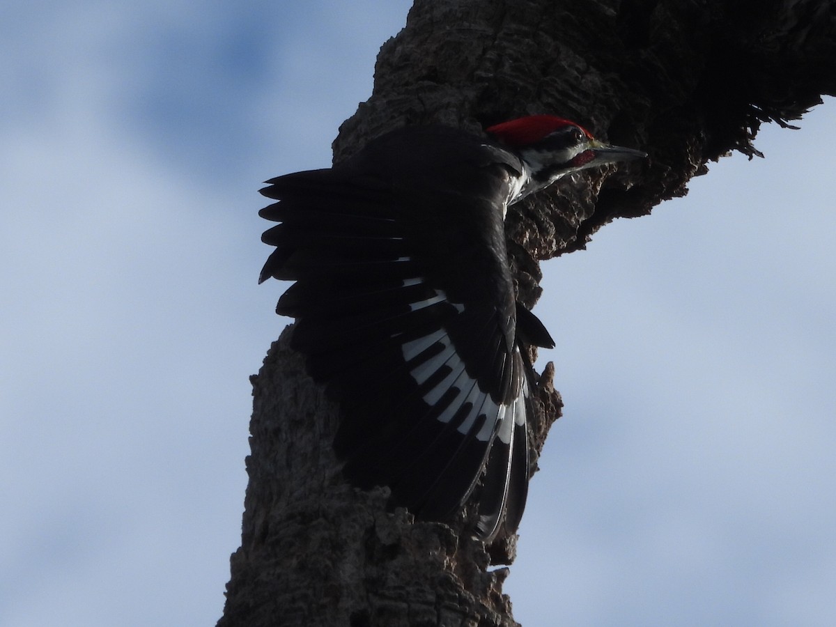 Pileated Woodpecker - ML647142770