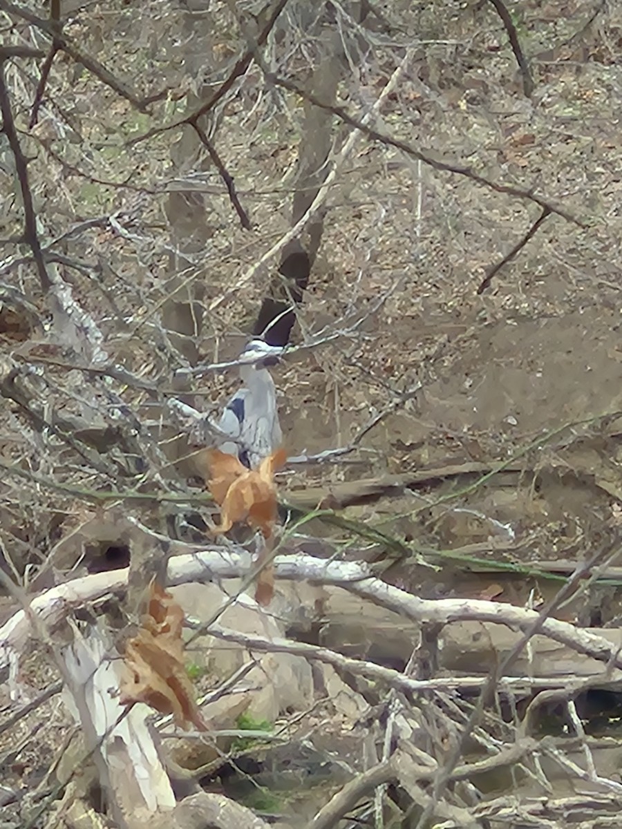 Great Blue Heron (Great Blue) - ML647142771