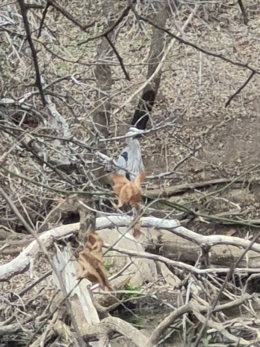 Great Blue Heron (Great Blue) - ML647142772