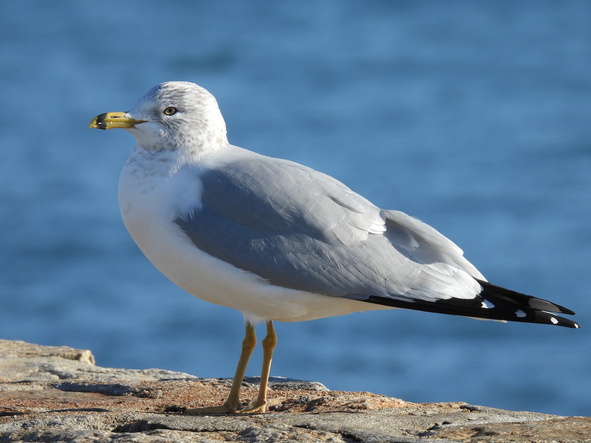 שחף עקוד-מקור - ML647142774