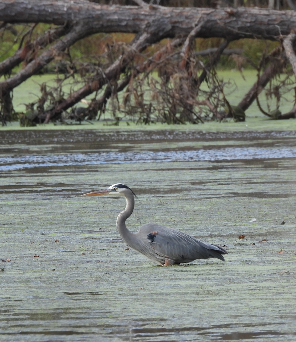 אנפה אמריקנית - ML647142776