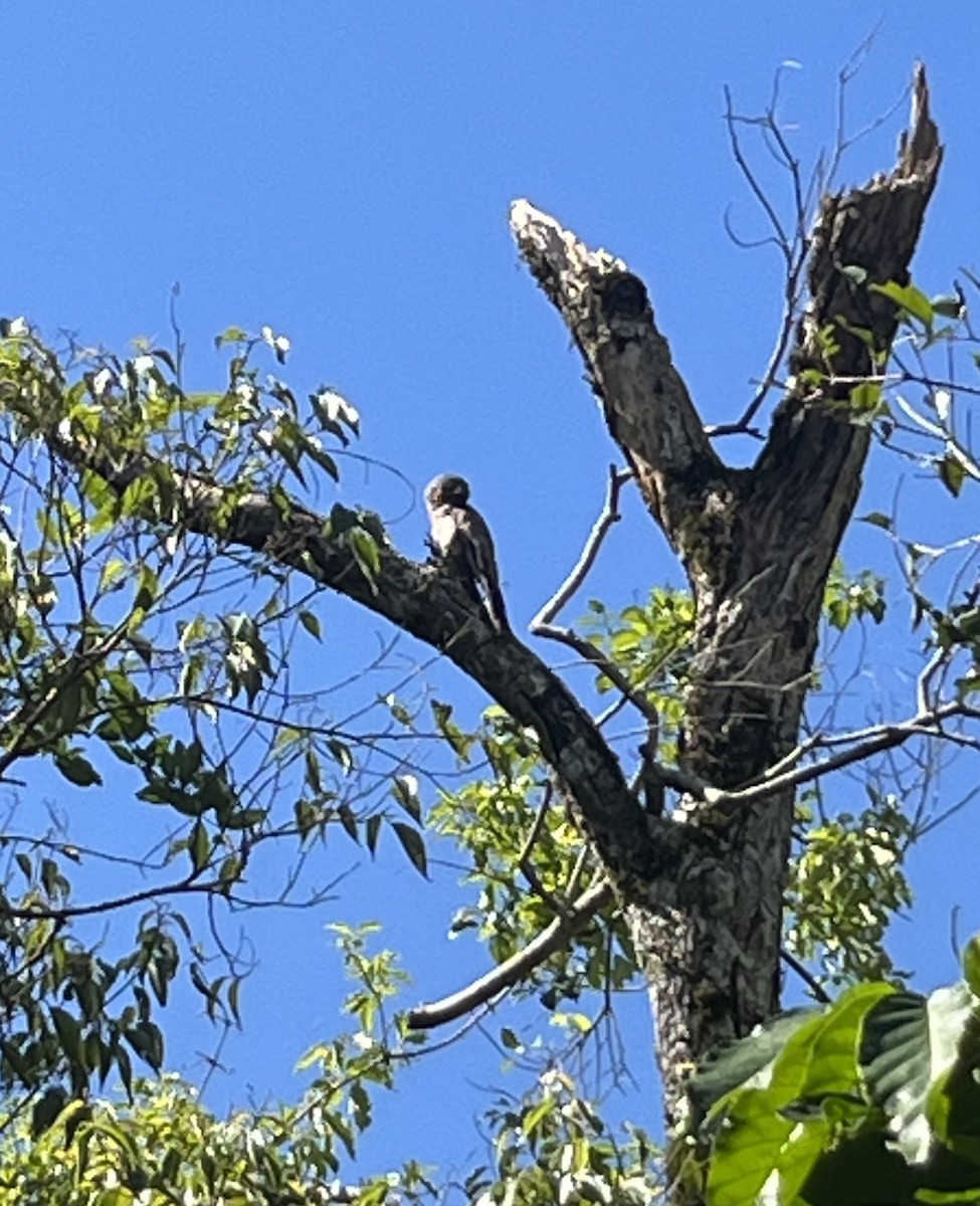 Common Potoo - ML647142777