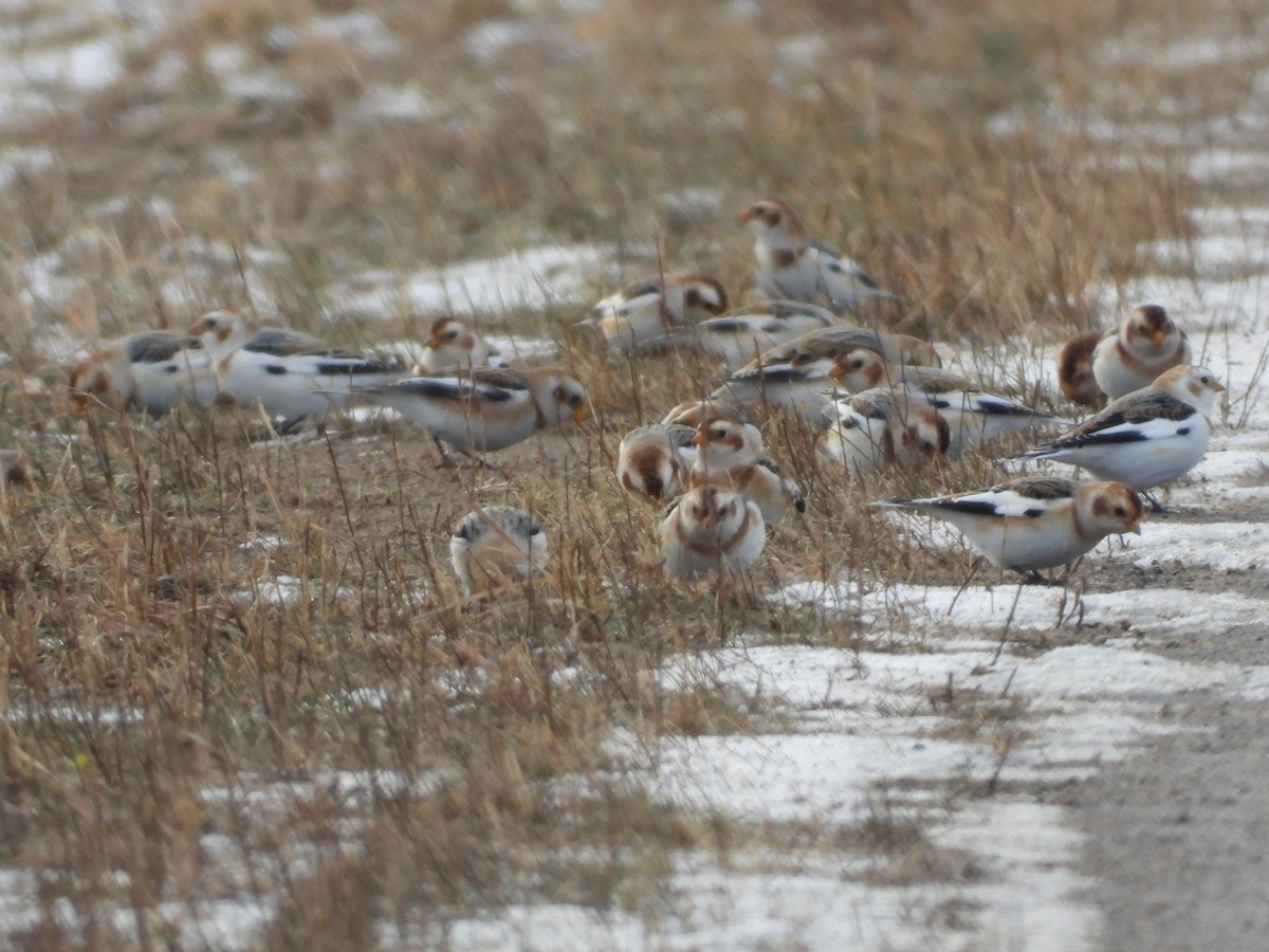 גיבתון שלג - ML647142778
