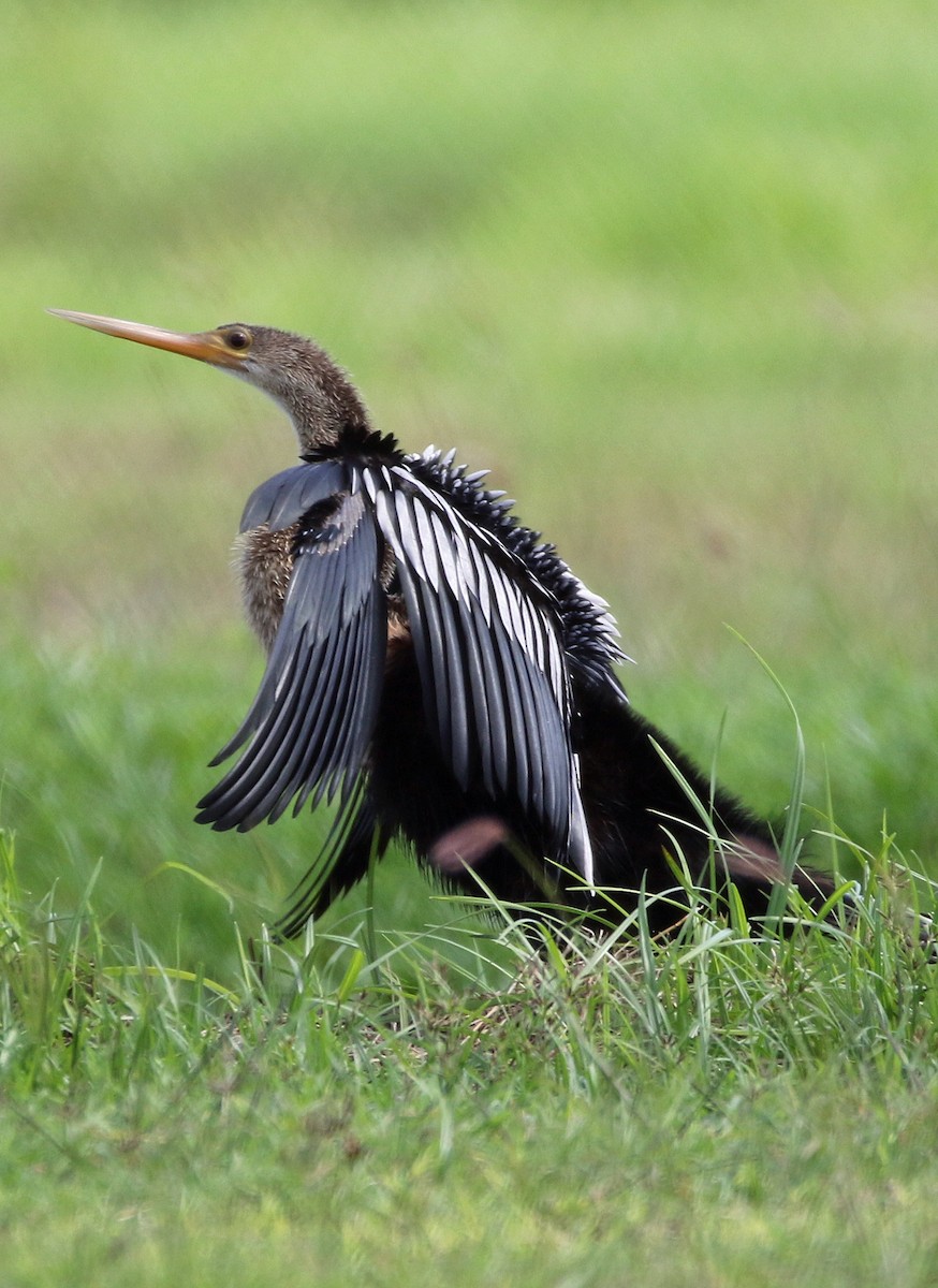 נחשון אמריקני - ML647142780