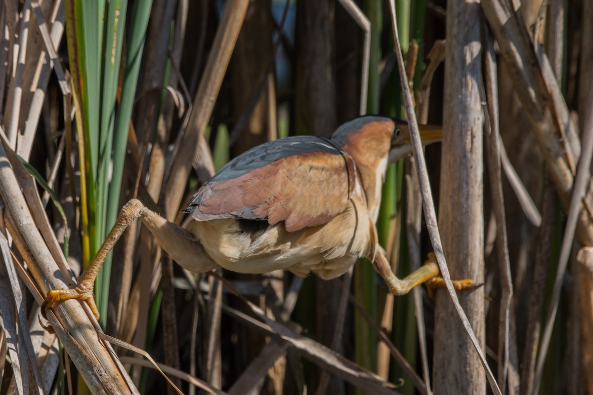 Petit Blongios - ML647142781
