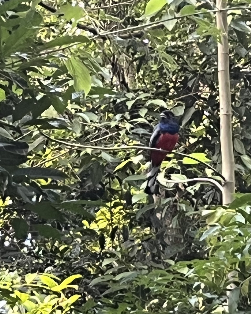Surucua Trogon (Red-bellied) - ML647142783