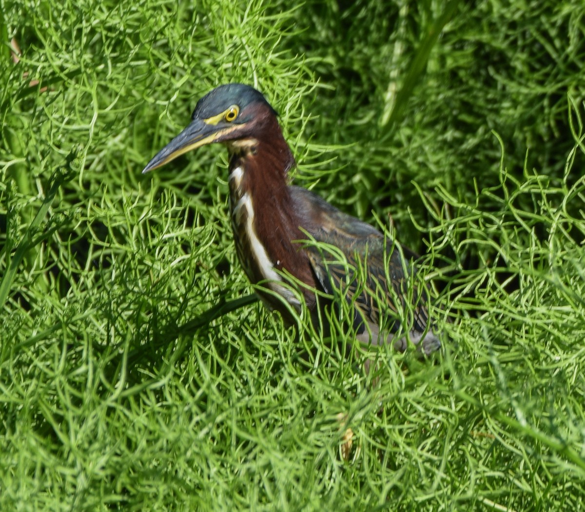 אנפית ירוקה - ML647142785