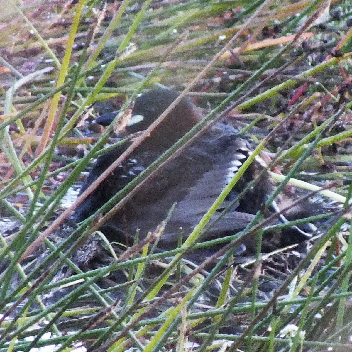 Little Grebe - ML647142787