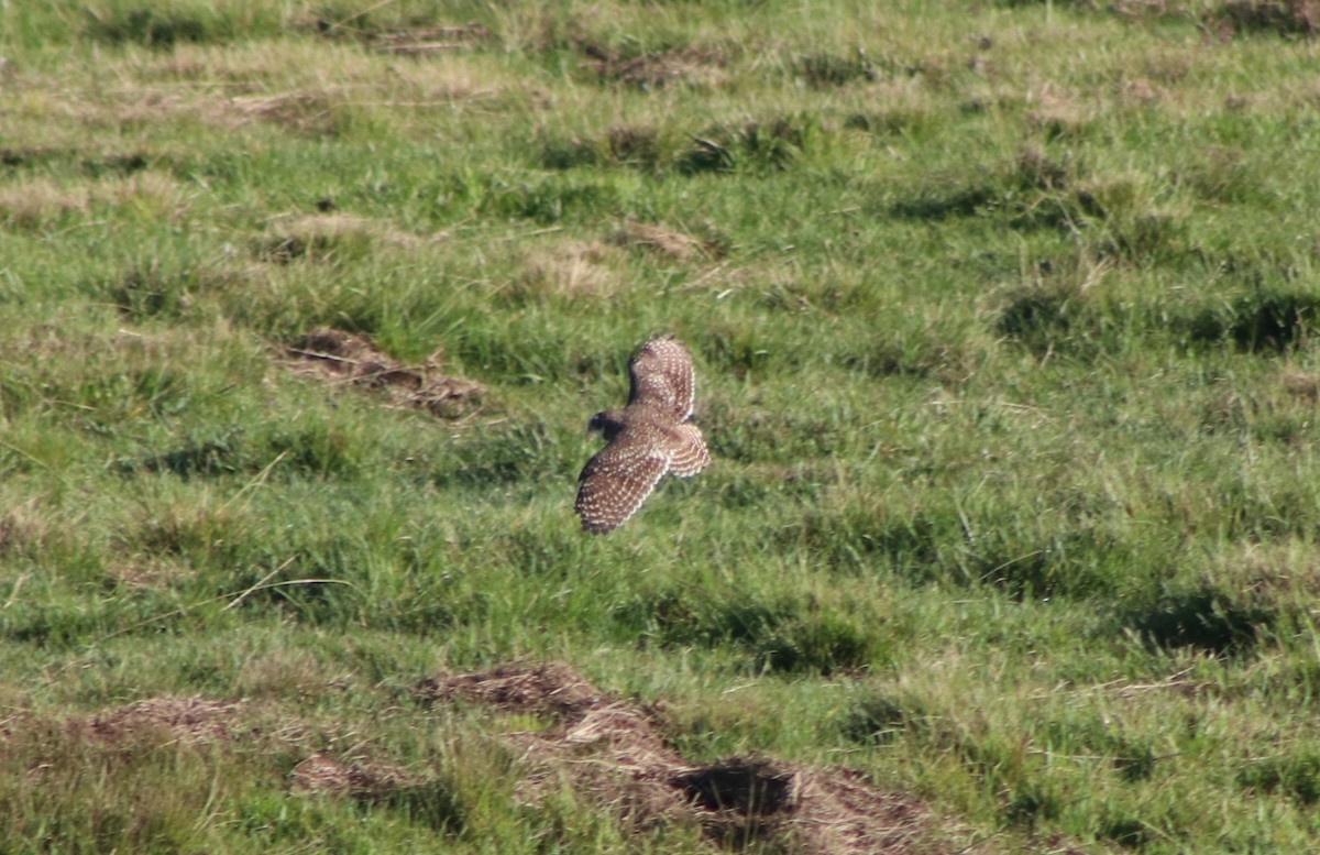 Burrowing Owl - ML647142788