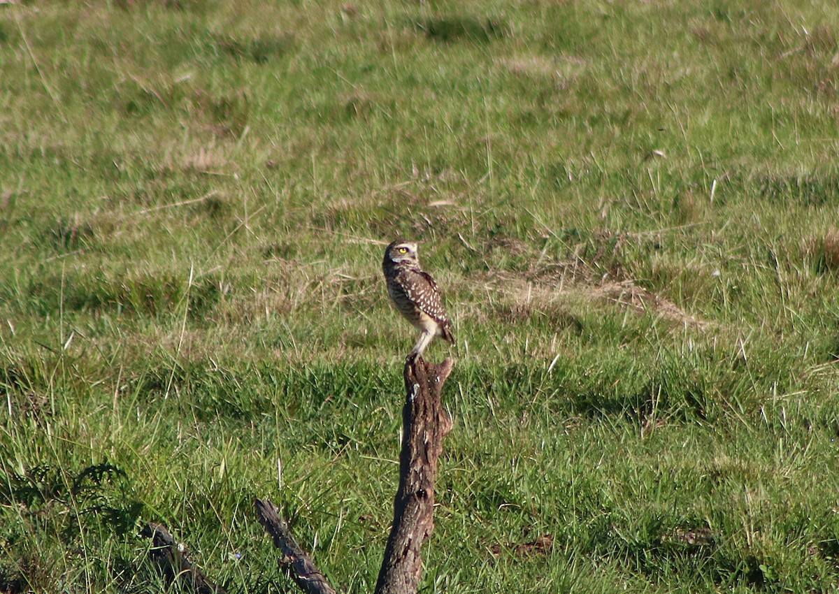 Burrowing Owl - ML647142789
