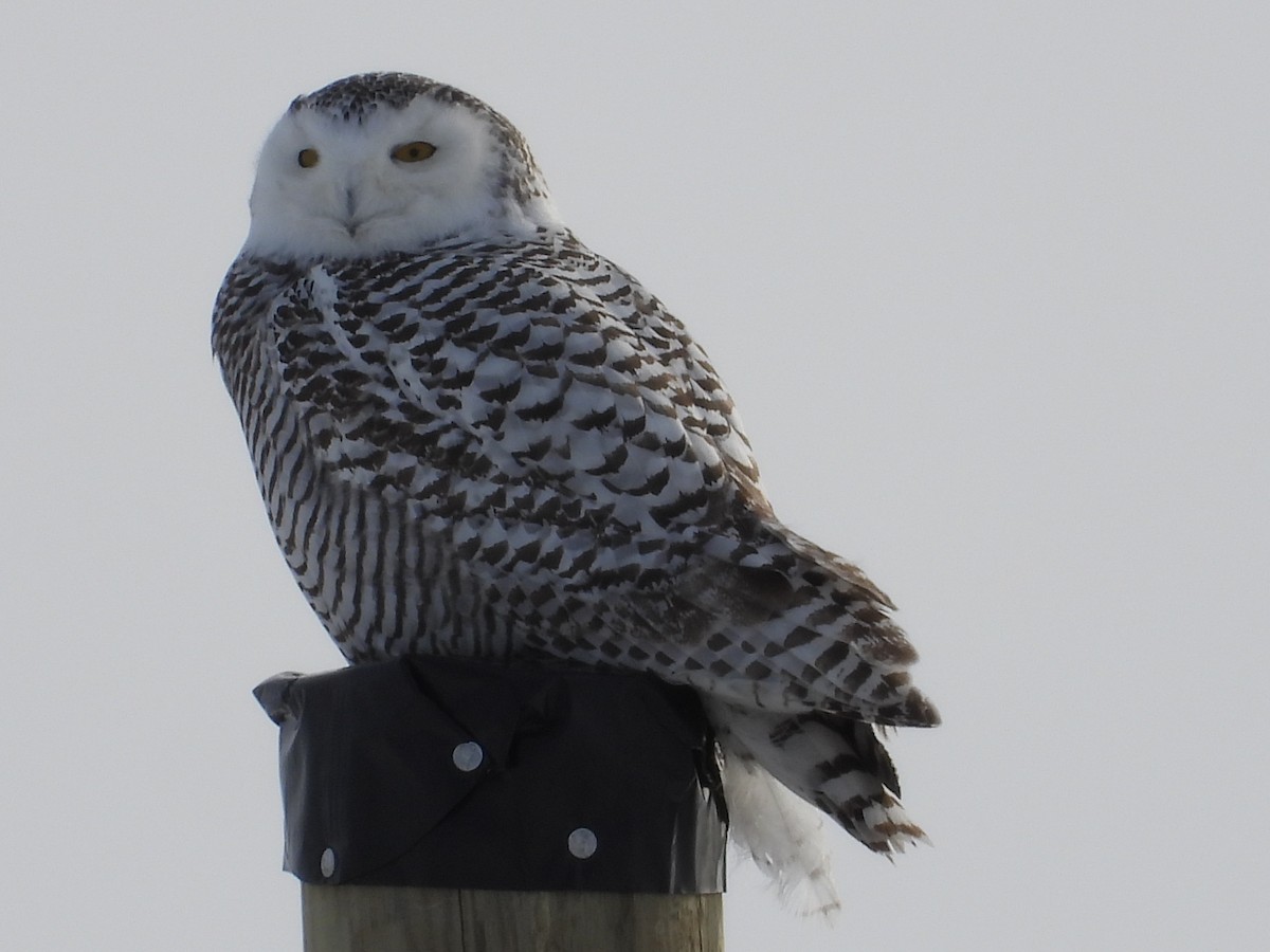 Цэвдгийн ууль - ML647142792