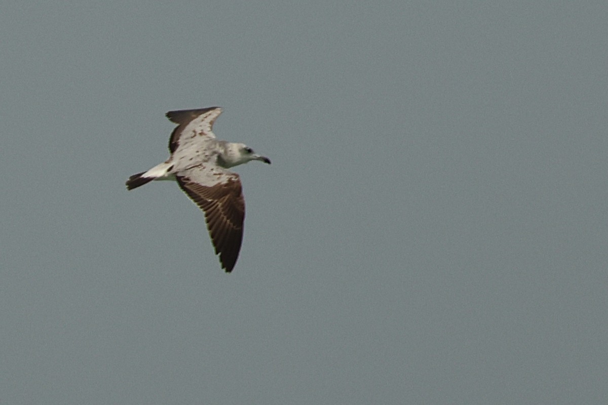 Audouin's Gull - ML647142799