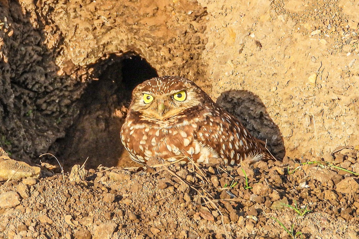 Burrowing Owl - ML647142809