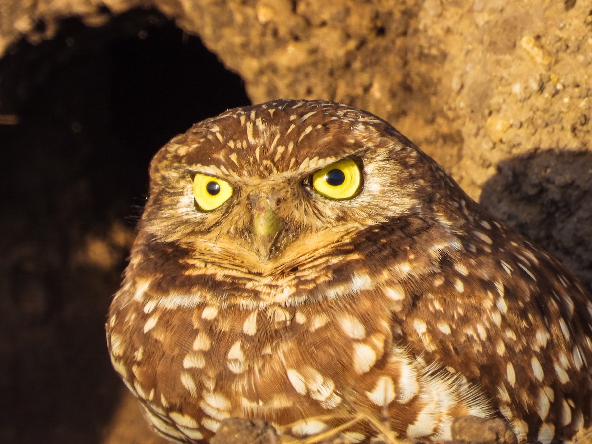 Burrowing Owl - ML647142810