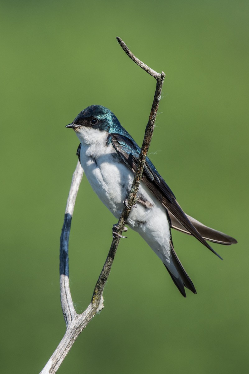 Tree Swallow - ML647142811