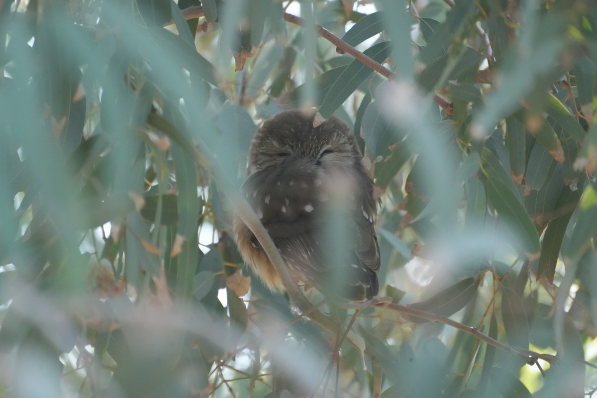 Northern Saw-whet Owl - ML647142815