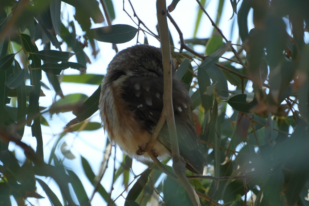 Northern Saw-whet Owl - ML647142816