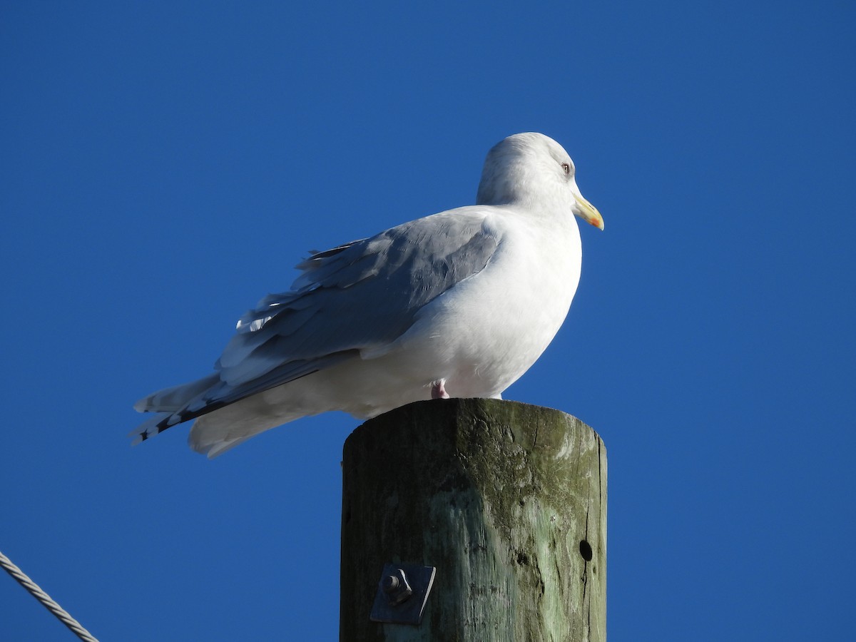שחף איסלנדי - ML647142817