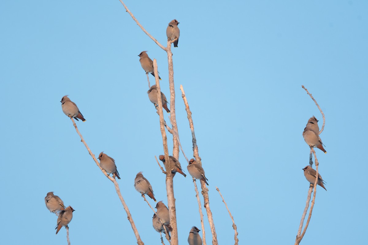 ציצנית - ML647142820