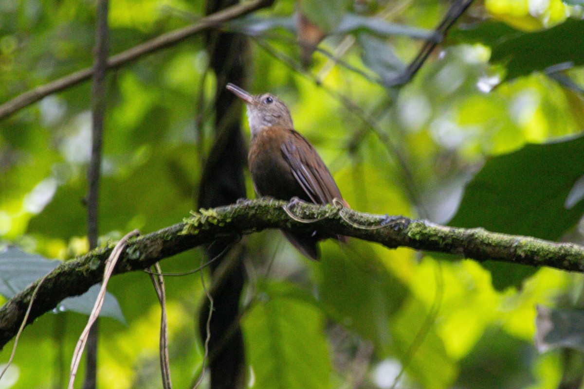 Gray-throated Leaftosser - ML647142822