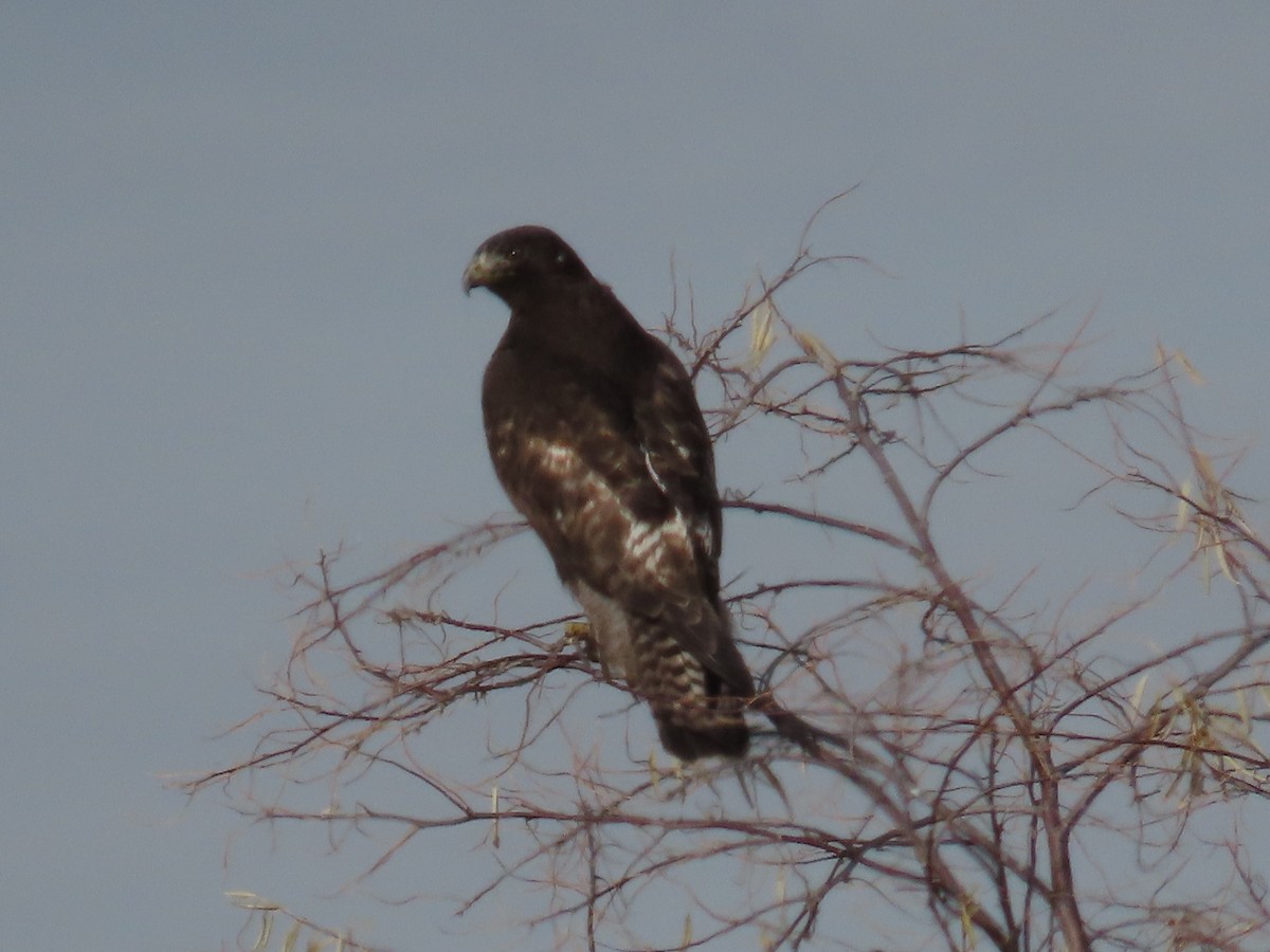 Red-tailed Hawk (Harlan's) - ML647142823