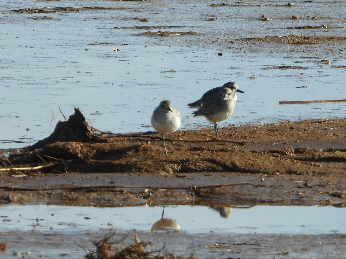 חופזי מנומר - ML647142824