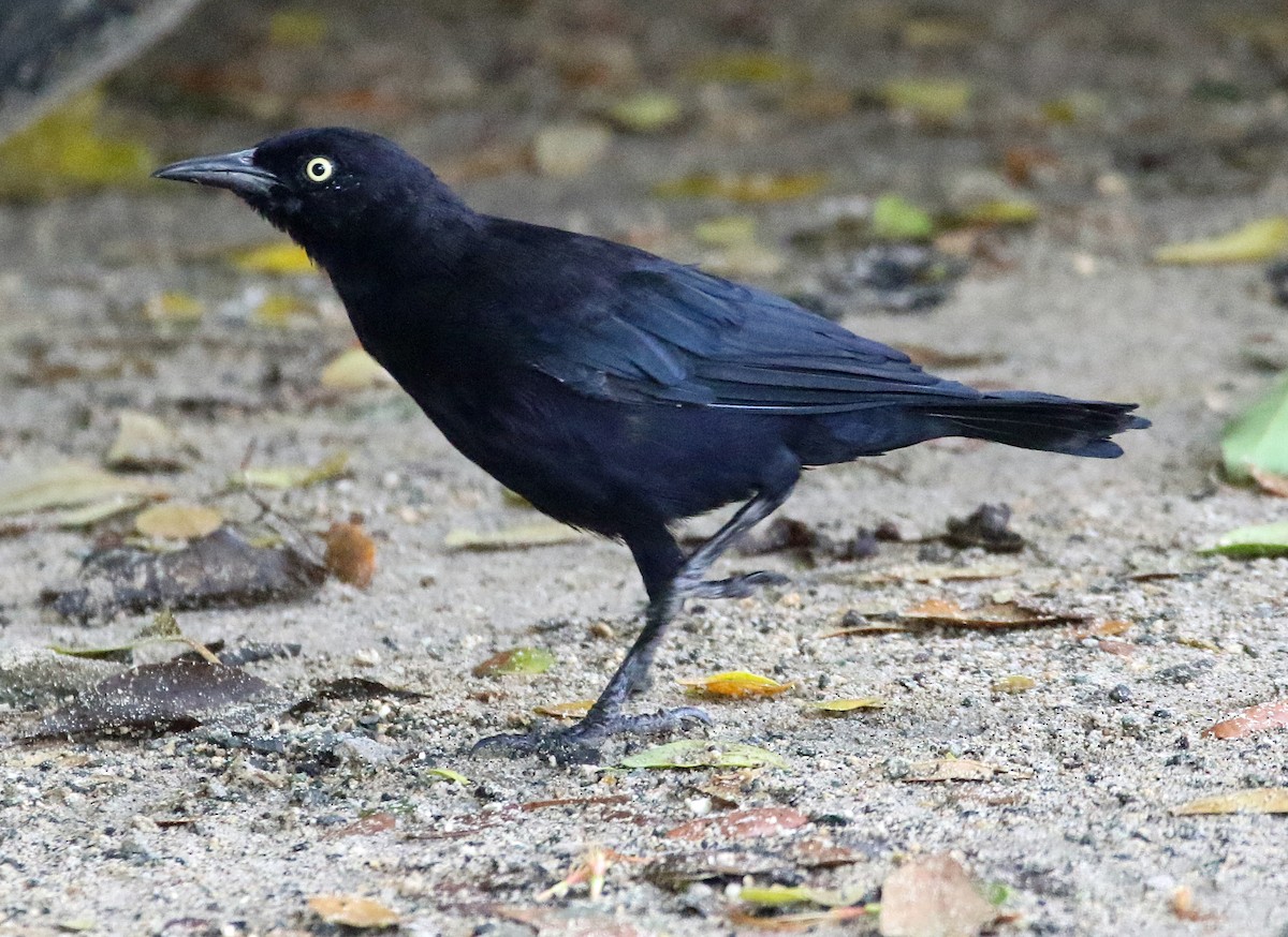 Carib Grackle - ML647142826