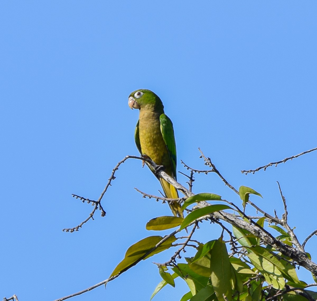 Olive-throated Parakeet - ML647142827