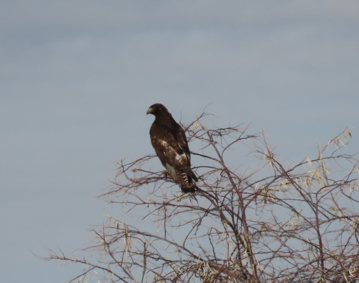 Red-tailed Hawk (Harlan's) - ML647142829