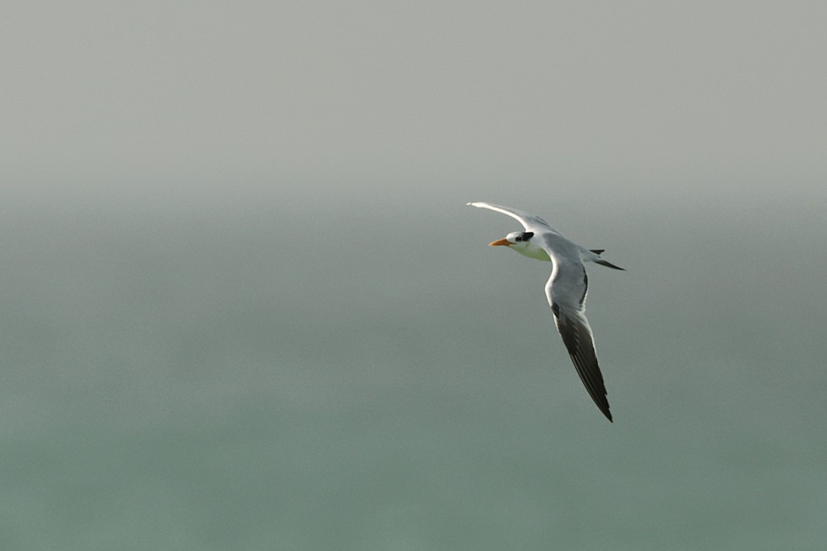 שחפית מערב אפריקנית - ML647142831
