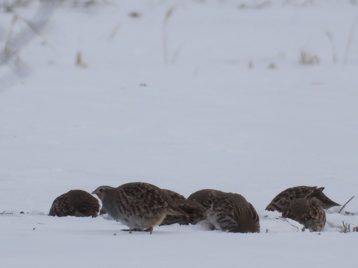 חוגלית אפורה - ML647142832