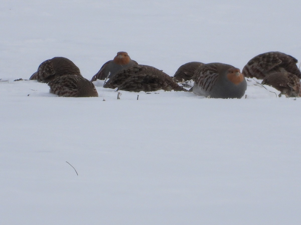 חוגלית אפורה - ML647142833