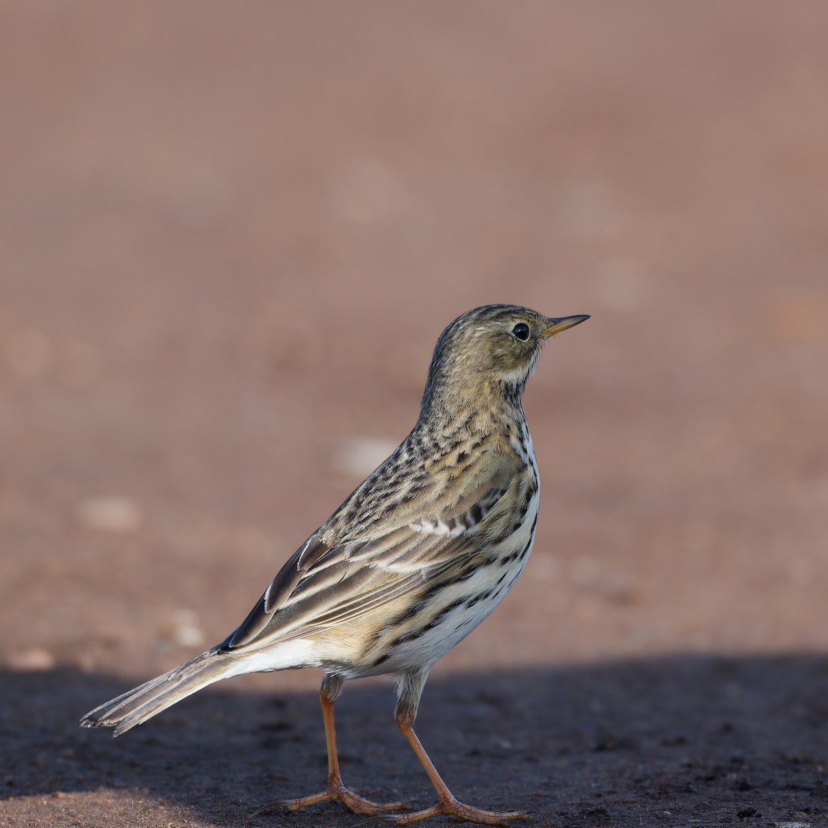 פפיון שדות - ML647142834