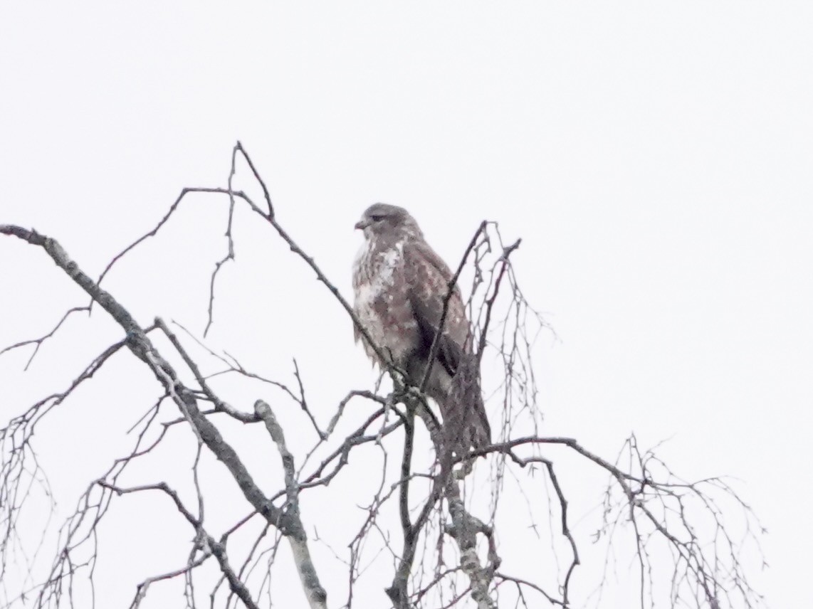 עקב חורף - ML647142835
