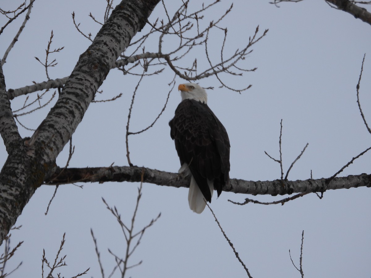 עיטם לבן-ראש - ML647142836