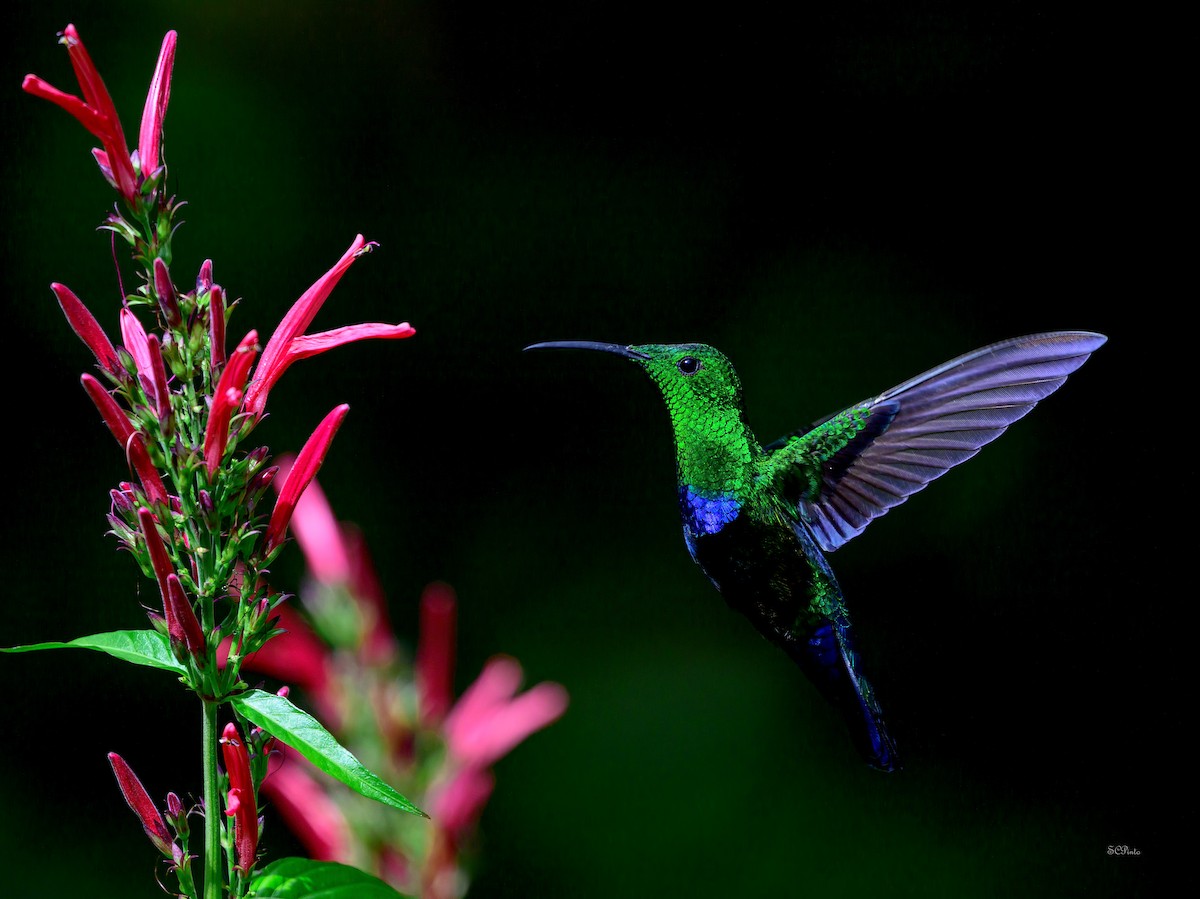 Green-throated Carib - ML647142837